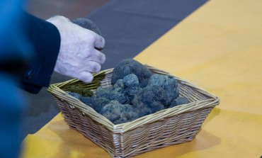 Aprobados 360.000 euros para el fomento del cultivo de la trufa negra en la provincia de Huesca
