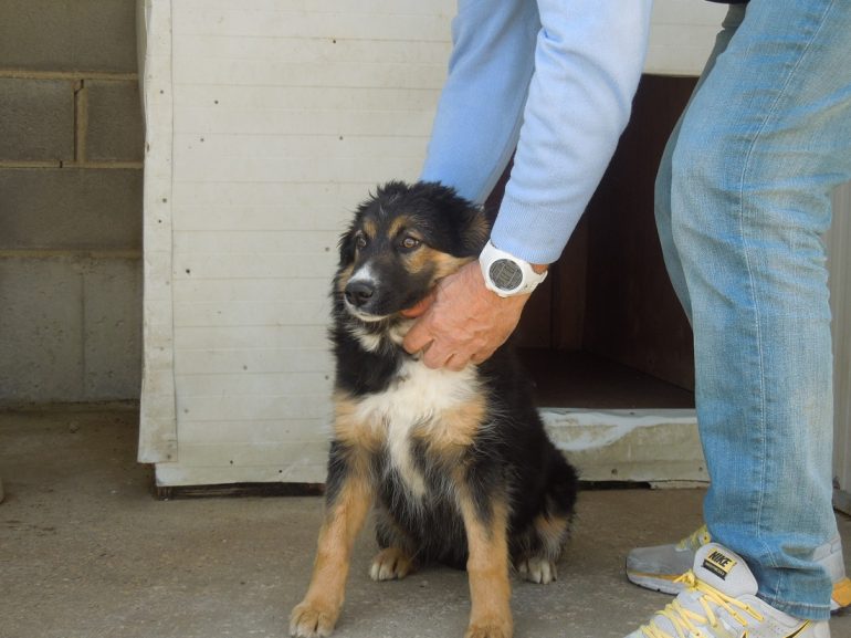 Cinco perros del Centro de Recogida de Animales de Huesca viajarán a Alemania