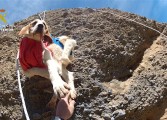 La Guardia Civil rescata a tres perros enriscados en la sierra de Guara