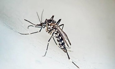 Reunión de seguimiento de la población de mosquito tigre en Monzón