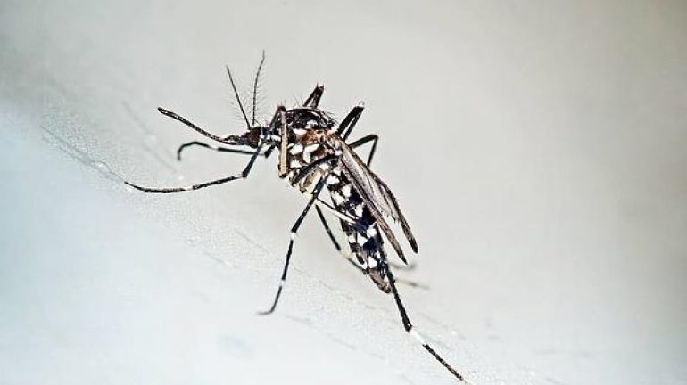Reunión de seguimiento de la población de mosquito tigre en Monzón