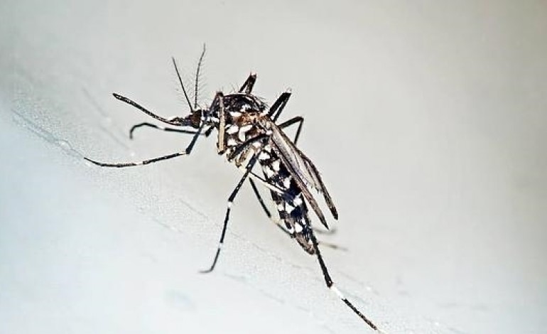 Reunión de seguimiento de la población de mosquito tigre en Monzón