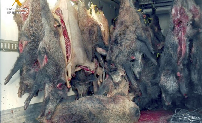 La Guardia Civil de Huesca interviene más de 11 toneladas de carne de caza en el Alto Gállego