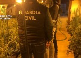 La Guardia Civil detiene en Fraga a seis personas e interviene más de 3.000 plantas de marihuana