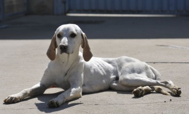 El Centro de Recogida de Animales de la Diputación de Huesca recogió en 2016 casi medio millar de perros