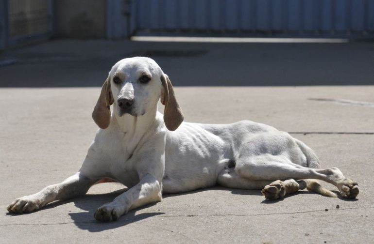 El Centro de Recogida de Animales de la Diputación de Huesca recogió en 2016 casi medio millar de perros