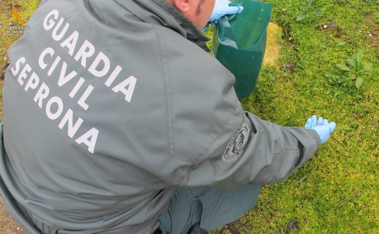 La Guardia Civil interviene 550 Kilos de productos ilegales para su impregnación en semillas