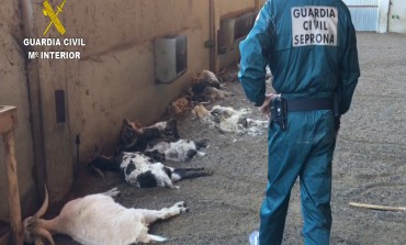 La Guardia Civil detiene a una ganadera por la muerte de cerca de 350 cabras por inanición