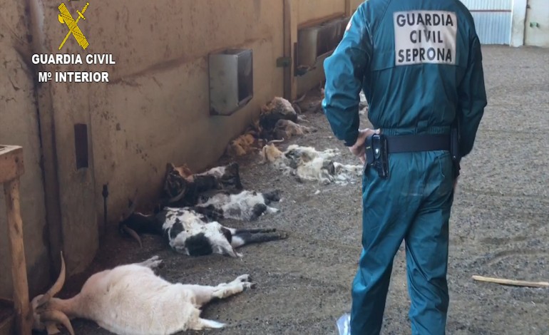 La Guardia Civil detiene a una ganadera por la muerte de cerca de 350 cabras por inanición