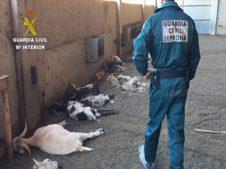 La Guardia Civil detiene a una ganadera por la muerte de cerca de 350 cabras por inanición