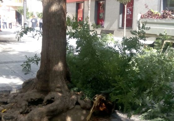 Actuación de urgencia en los árboles de la plaza Concepción Arenal