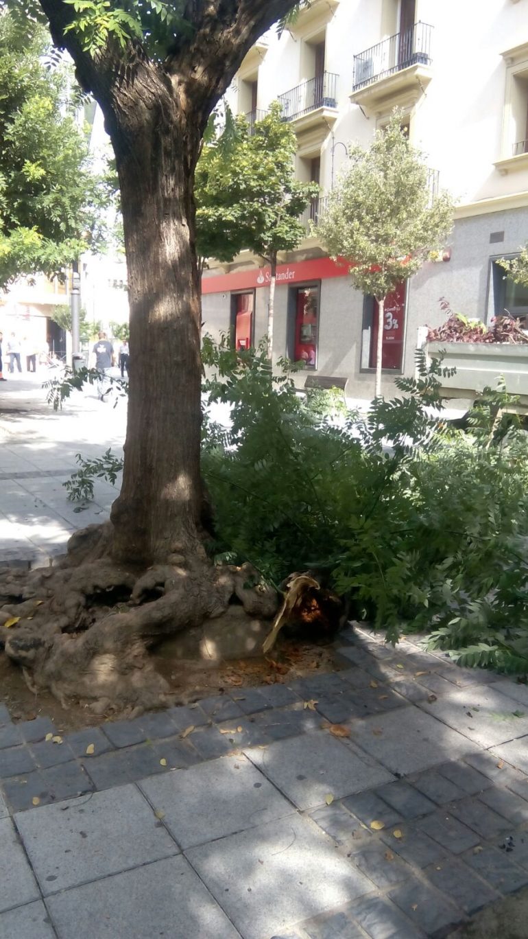 Actuación de urgencia en los árboles de la plaza Concepción Arenal