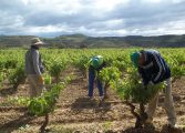 Los agricultores del Bajo Cinca protestan por el precio de la fruta