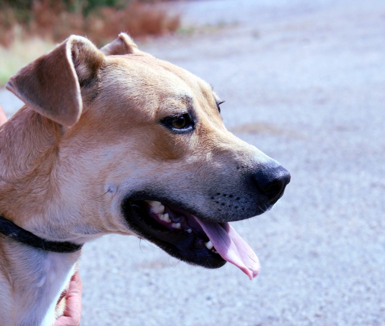 218 perros del Centro de recogida de animales ya disfrutan de una vida con sus nuevas familias desde comienzos de año