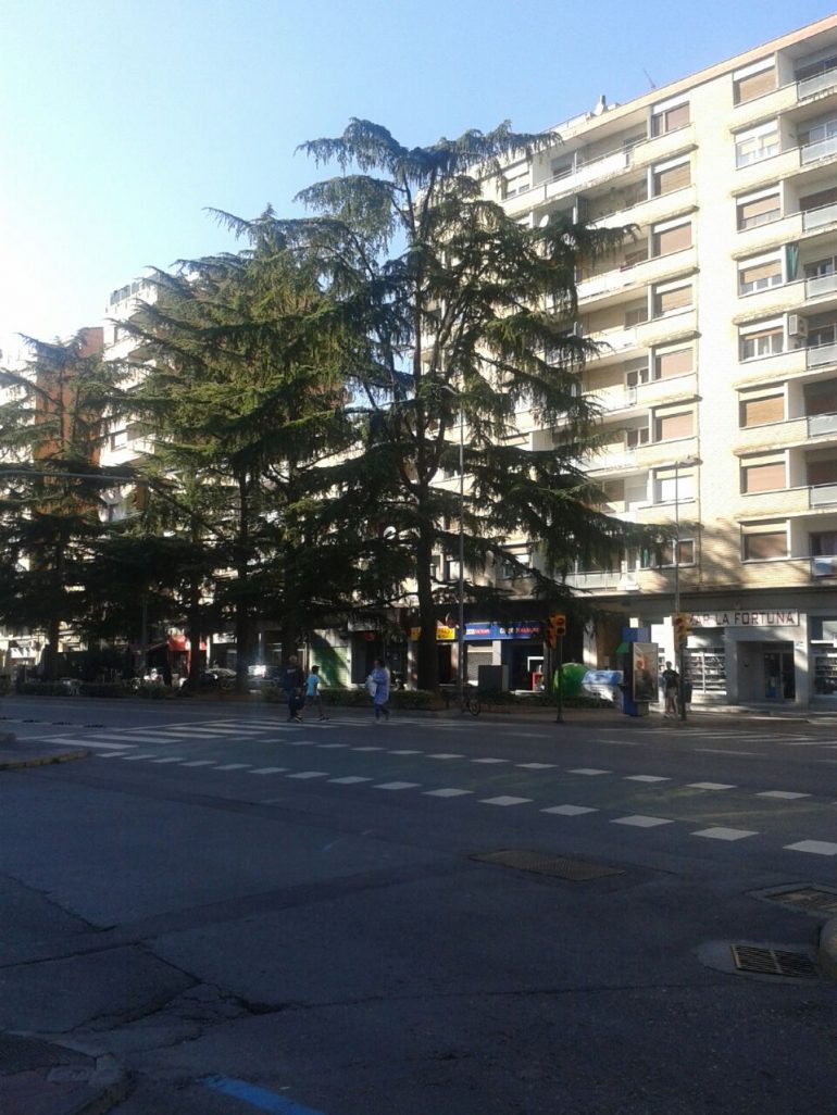 Ecologistas en Acción se posiciona sobre la posible tala de cedros en la Avenida Ramón y Cajal