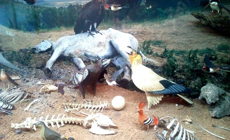 El Fondo Amigos del Buitre y la Asociación de Empresarios de Guara reunirán el próximo fin de semana en Panzano a más de un centenar de aficionados a la ornitología