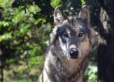 El retorno del lobo