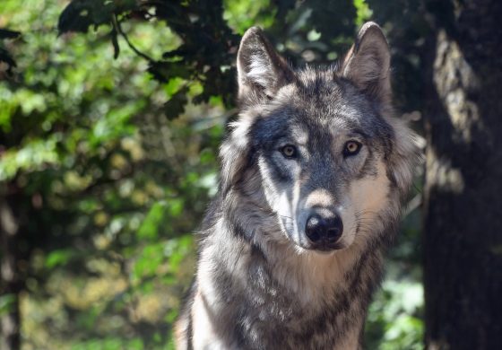 El retorno del lobo
