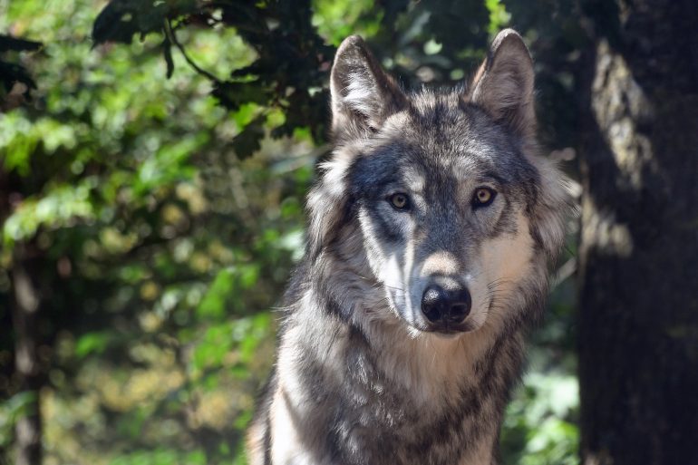 El retorno del lobo