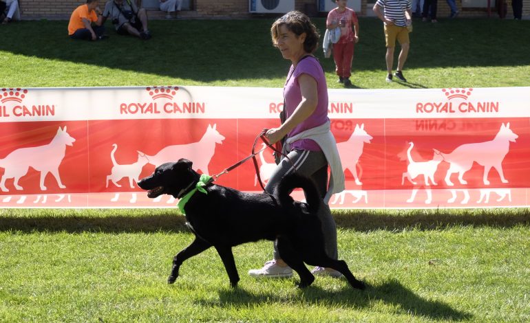 Más de 40 razas y más de 100 perros han protagonizado el IV Evento Canino celebrado hoy en Brotalia