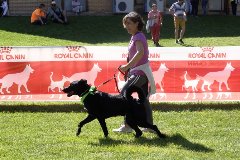 Más de 40 razas y más de 100 perros han protagonizado el IV Evento Canino celebrado hoy en Brotalia