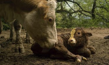 Jorge Ruiz del Olmo, con “Una nueva vida”, gana el VIII Concurso Fotográfico del Colegio de Veterinarios de Huesca