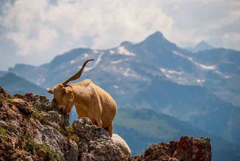 Esta tarde en Espacio Pirineos de Graus celebran San Francisco Javier