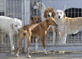 El centro de la DPH supera las 350 adopciones y ya tiene proyecto para unas nuevas instalaciones