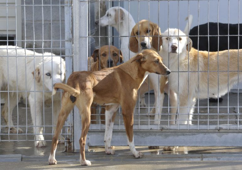 El centro de la DPH supera las 350 adopciones y ya tiene proyecto para unas nuevas instalaciones