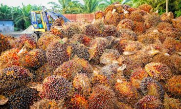 La UE reconoce el biocombustible de aceite de palma como insostenible pero no logra reducir su subsidio y la deforestación asociada