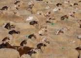 Loporzano SIN Ganadería Intensiva denuncia de nuevo en Bruselas la amenaza de la ganadería industrial para el medio rural