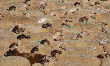 Loporzano SIN Ganadería Intensiva denuncia de nuevo en Bruselas la amenaza de la ganadería industrial para el medio rural
