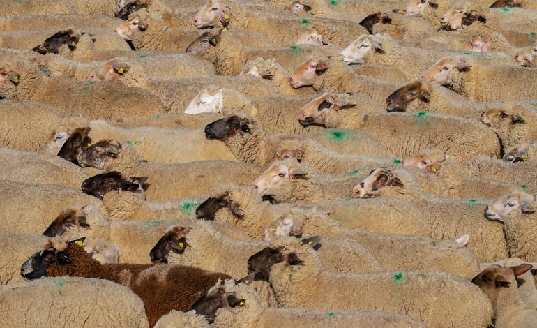 Loporzano SIN Ganadería Intensiva denuncia de nuevo en Bruselas la amenaza de la ganadería industrial para el medio rural