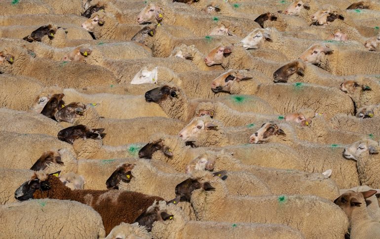 Loporzano SIN Ganadería Intensiva denuncia de nuevo en Bruselas la amenaza de la ganadería industrial para el medio rural