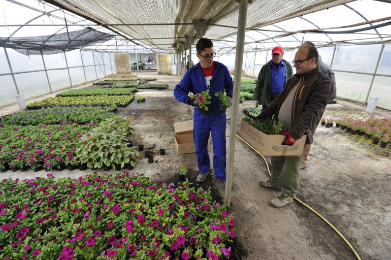 Más de 70 ayuntamientos ya han recogido las flores que lucirán en una nueva Campaña de la Flor de la DPH