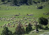 Internet, el mejor escaparate para los productores locales del Pirineo aragonés
