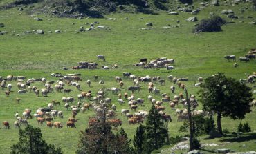 Internet, el mejor escaparate para los productores locales del Pirineo aragonés