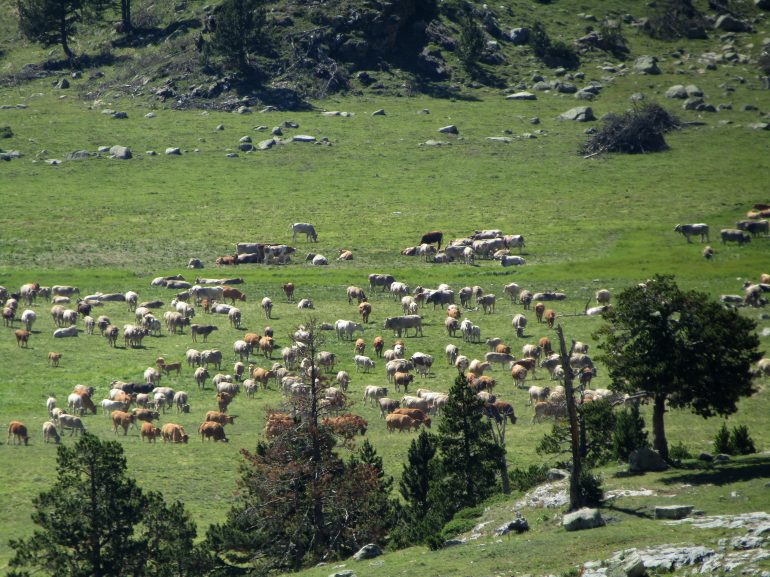 Internet, el mejor escaparate para los productores locales del Pirineo aragonés