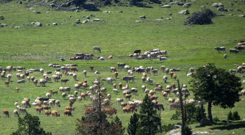 Internet, el mejor escaparate para los productores locales del Pirineo aragonés