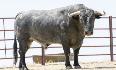 Los de Adolfo Martín para el mano a mano Castella – De Justo en Huesca