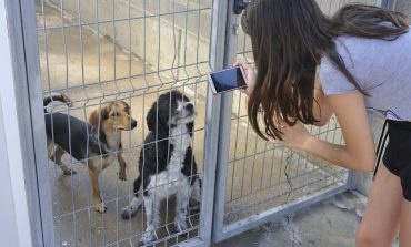 Ya son más de 200 los perros adoptados este año desde el centro de la DPH con más salidas internacionales