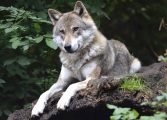 Sentencia del Tribunal de Justicia de la UE sobre la caza del lobo 