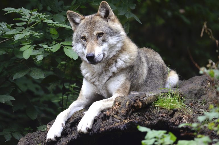 Sentencia del Tribunal de Justicia de la UE sobre la caza del lobo 