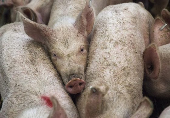 ¡Que siga la fiesta! Premios Porc D'or