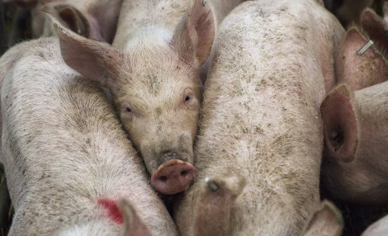 ¡Que siga la fiesta! Premios Porc D'or