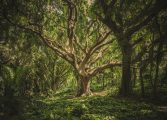 Propuestas ambientales de las organizaciones ecologistas para los primeros 100 días del Gobierno
