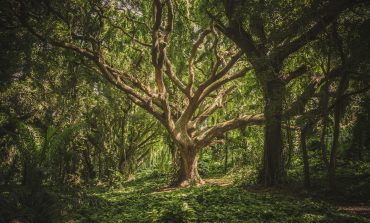 Propuestas ambientales de las organizaciones ecologistas para los primeros 100 días del Gobierno