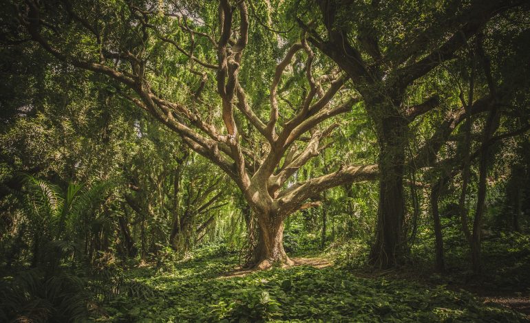 Propuestas ambientales de las organizaciones ecologistas para los primeros 100 días del Gobierno