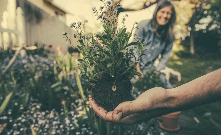 Servicios de jardinería general a domicilio en Lima, Perú