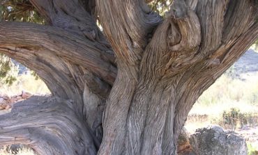 El común árbol